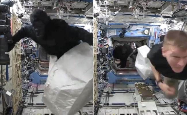 There's an Ape in Space and Astronauts in Orbit Are Going Bananas