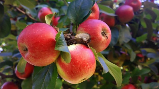10 Health Benefits Of Eating Apples You Never Knew