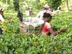 Assam Hikes Daily Wages Of Tea Garden Workers