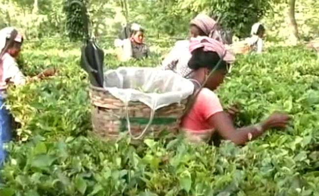 Assam Tea Workers Await Tribal Status As Congress, BJP Fight For Their Vote