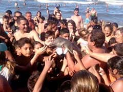 Endangered Baby Dolphin Dies After Swimmers Pass It Around For Selfies