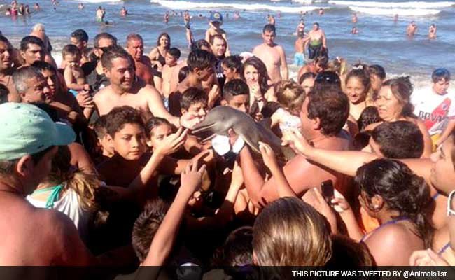 Endangered Baby Dolphin Dies After Swimmers Pass It Around For Selfies