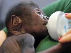 Gorilla Born By Rare Caesarean Section Delivery At British Zoo
