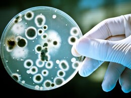 Gut Bacteria May Help Prevent Stroke: Study Gut Bacteria May Help Prevent Stroke: Study