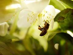 Katni News : कटनी में बेलपत्ती तोड़ने गई थीं सास और बहू, मधुमक्खियों ने ले ली जान
