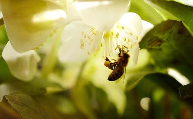 Vanishing Bees: Vital To Food Output, Bees And Other Pollinators At Risk