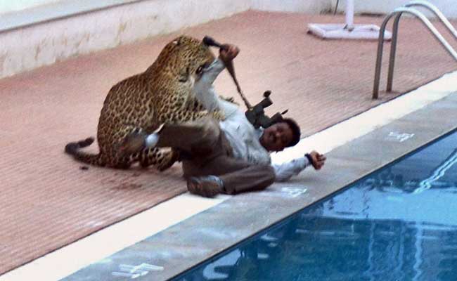The Trauma Of A Leopard At A Bengaluru School