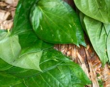 Indian Scientists Unlock the Health Benefits of Betel Leaf