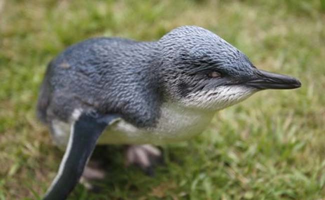 A Blind Penguin Gets Airborne In A New Zealand Marine Haven