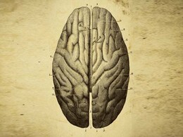 Big-Brained Mammals More Likely To Go Extinct: Study Big-Brained Mammals More Likely To Go Extinct: Study