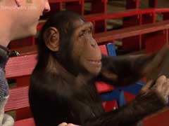 These Chimpanzees Reacting To iPad Magic is the Cutest Thing EVER