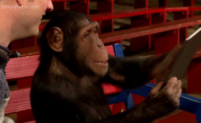 These Chimpanzees Reacting To iPad Magic is the Cutest Thing EVER