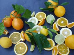 Zesty Citrus Fruits Brighten Winter Meals Zesty Citrus Fruits Brighten Winter Meals