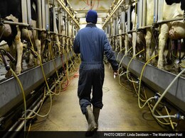 Why Goats Used To Breastfeed Human Babies Why Goats Used To Breastfeed Human Babies