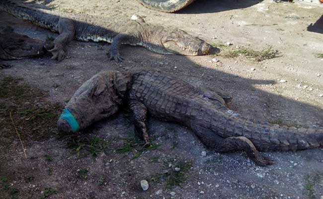 124 Crocodiles Suffocate In Mexico Truck Trip