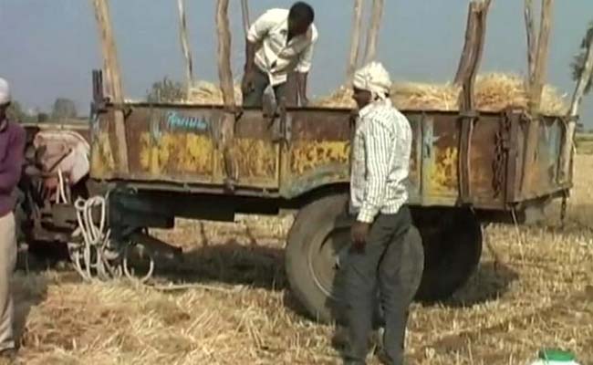 मध्य प्रदेश : सीहोर में प्रधानमंत्री नरेंद्र मोदी की रैली के लिए किसान की फसल कटवाई गई