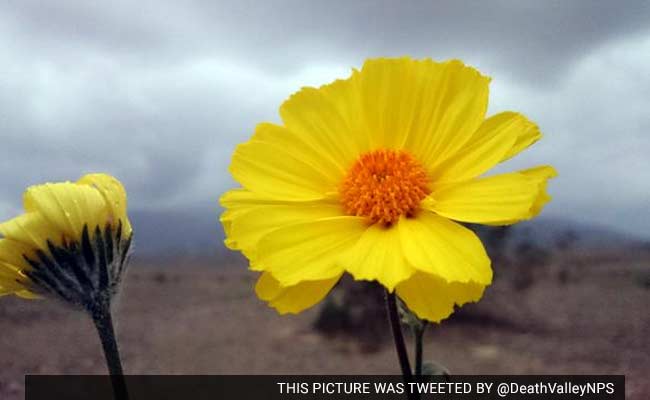 The 'Super Bloom': When Death Valley Becomes 'A Valley Of Life'