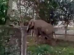 Elephant Strays Into Bengal Town, Damages Many Houses