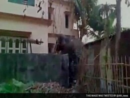 Elephant Strays Into Bengal Town, Damages Many Houses Elephant Strays Into Bengal Town, Damages Many Houses