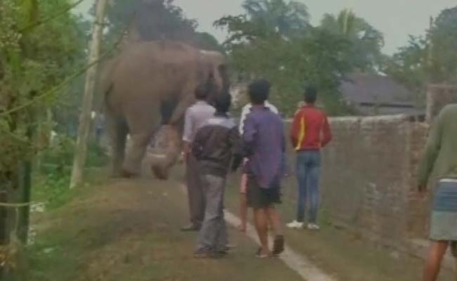 पश्चिम बंगाल के सिलीगुड़ी में उन्‍मादी हाथी का खौफ, कई घरों को नुकसान पहुंचाया