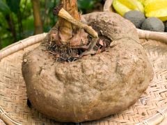 Spin a Yam: The Super Powers of Suran or Elephant Foot Yam Spin a Yam: The Super Powers of Suran or Elephant Foot Yam