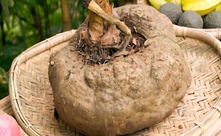 Spin a Yam: The Super Powers of Suran or Elephant Foot Yam