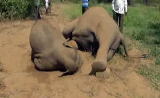 Elephant Dies Trying To Free Her Calf From Illegal Electric Fence In Vellore