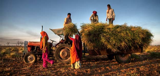 Indian Farmers Stare At Fourth Straight Crop Loss