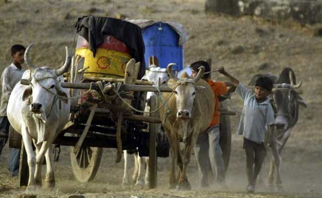 Weather-Weary Farmers Resort To New Cash Crop: Blood