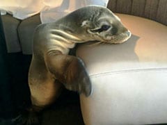 Baby Sea Lion Found Napping In California Restaurant