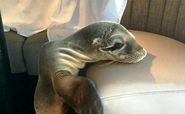 Baby Sea Lion Found Napping In California Restaurant