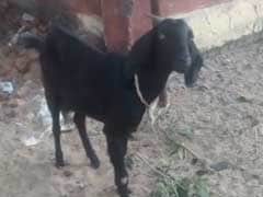 Not Exactly A Hardened Criminal. But This Goat-And Owner-Were Arrested.