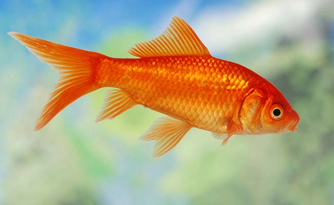 Goldfish Turn To Alcohol To Survive Harsh Winter In Icy Lakes