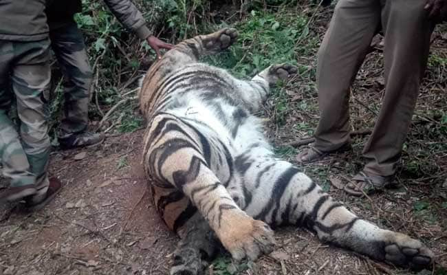 10-Year-Old Tiger Found Dead Near Tamil Nadu's Kodaikanal