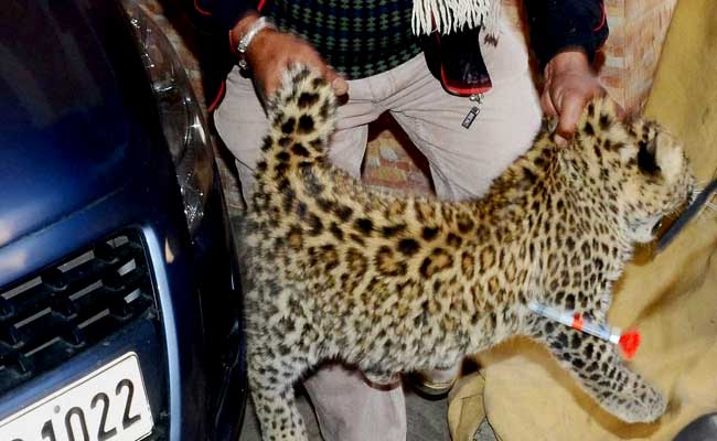 A Leopard That Strayed Into A House In Shimla Is Captured