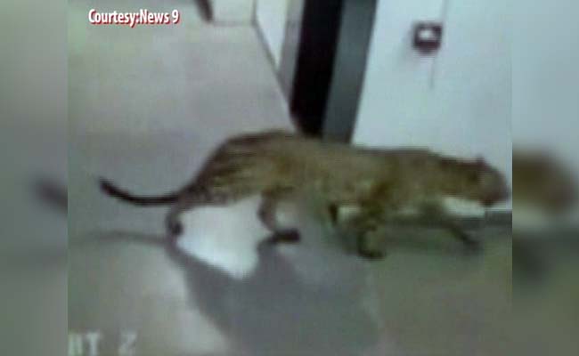 Conservationist Who Tackled Leopard In Bengaluru Is Glad It Attacked Him Not Others