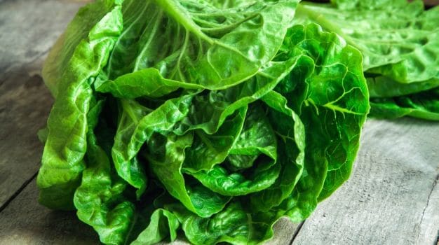 Australian Supermarkets Recall Lettuce Amid Salmonella Outbreak