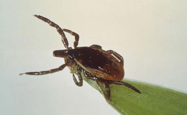 Genome Offers Clues On Thwarting Reviled, Disease-Carrying Ticks