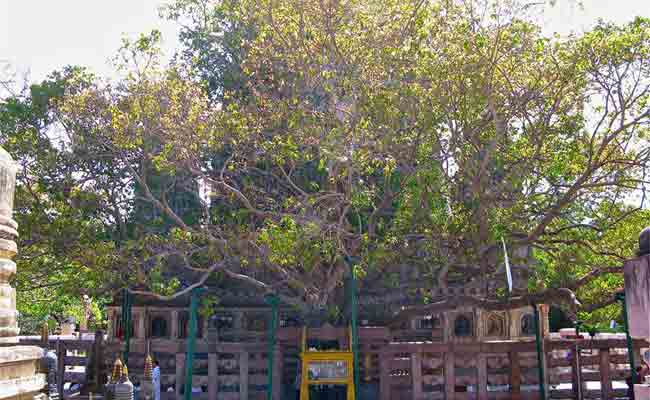 Buddha Purnima 2017: तीन बार हुई बोधिवृक्ष को नष्ट करने की कोशिश, नहीं मिली कामयाबी...