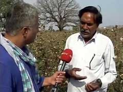Why Cotton Farmers In Maharashtra's Yavatmal Are Unhappy With BJP