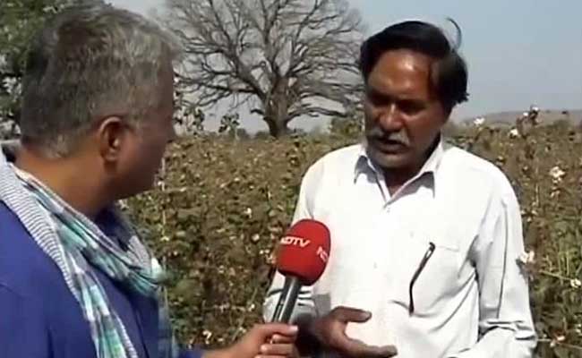 Why Cotton Farmers In Maharashtra's Yavatmal Are Unhappy With BJP
