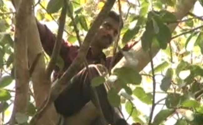 Coconut Tree Climber Creates Flutter In Kerala Assembly Complex