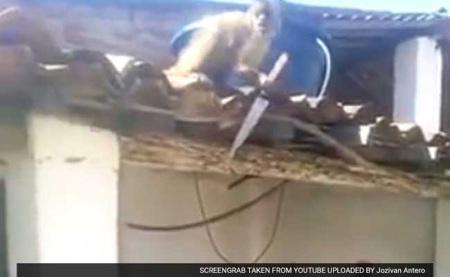 Knife-Wielding Monkey Terrorizes Brazilian Bar After Guzzling Some Rum