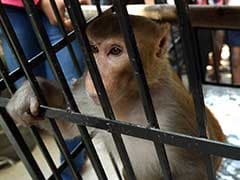 Monkey Thief In Mumbai Caught, 'Handcuffed' And Jailed
