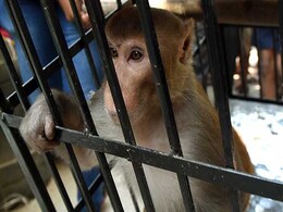 Monkey Thief In Mumbai Caught, 'Handcuffed' And Jailed Monkey Thief In Mumbai Caught, 'Handcuffed' And Jailed