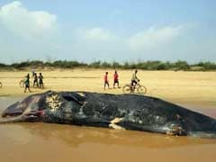 Another Dead Whale Washes Ashore, This Time In Odisha