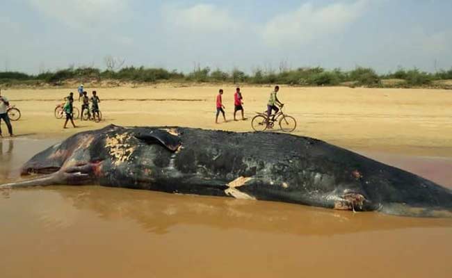 Another Dead Whale Washes Ashore, This Time In Odisha