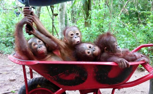 Stop What You're Doing and Watch These Baby Orangutans go to School