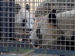 Get A Room! Tokyo Zoo's Bashful Pandas Try For A Baby