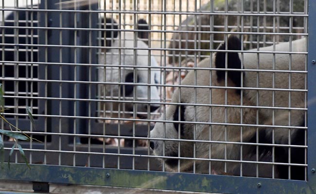 Get A Room! Tokyo Zoo's Bashful Pandas Try For A Baby